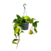 Philodendron Scandens Brasil - In Hangpot - P17 H35 - Kamerplant -Groen Verkoop philodendron scandens brasil in hangpot p17 h35 1