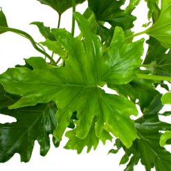 Philodendron Selloum Little Hope - P19 H75 - Kamerplant -Groen Verkoop philodendron selloum little hope p19 h75 5