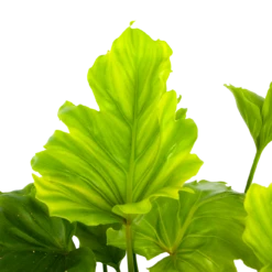 Philodendron Bipinnatifidum Little Hope - P21 H75 - Kamerplant -Groen Verkoop philodendron selloum little hope p21 h75 5 2