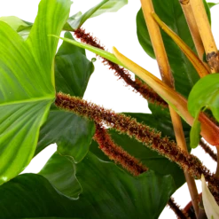 Philodendron Squamiferum Piramide - P19 H75 - Kamerplant -Groen Verkoop philodendron squamiferum piramide p19 h75 6 1