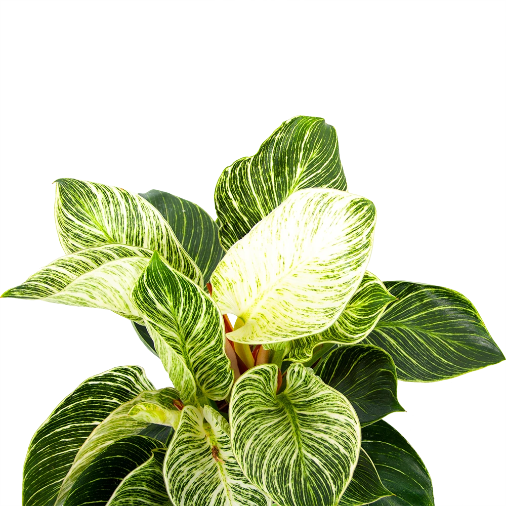 Philodendron White Wave - P17 H40 - Kamerplant 4 Philodendron White Wave - P17 H40 - Kamerplant - Afbeelding 2