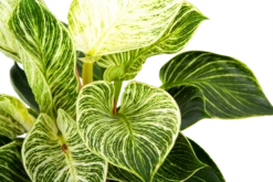 Philodendron White Wave - P17 H40 - Kamerplant 8 Philodendron White Wave - P17 H40 - Kamerplant -Groen Verkoop philodendron white wave p17 h40 6 1