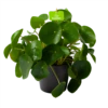Pilea Peperomioides - Pannenkoekenplant - P17 H35 - Kamerplant -Groen Verkoop pilea peperomioides pannenkoekenplant p17 h35 1