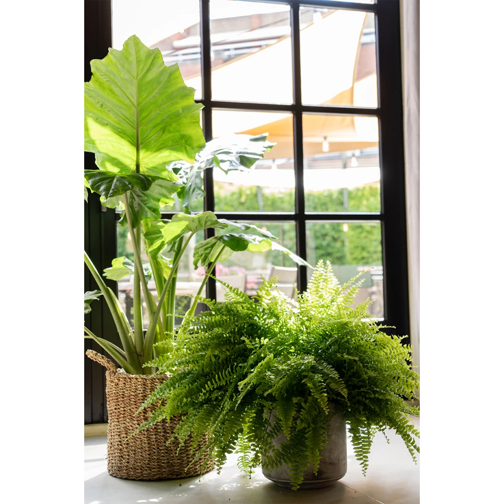 Plantenmand Joris - D30 X H27cm - Naturel 4 Plantenmand Joris - D30 X H27cm - Naturel - Afbeelding 2