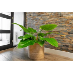 Plantenmand Stef - D36 X H36cm - Naturel -Groen Verkoop plantenmand stef d36 x h36cm naturel plantenmand 2