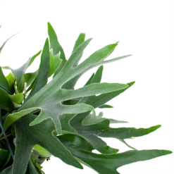 Platycerium Bifurcatum - Hertshoornvaren - In Hangpot - P21 H60 - Kamerplant -Groen Verkoop platycerium bifurcatum hertshoornvaren in hangpot p21 h60 6