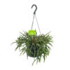 Rhipsalis Baccifera - In Hangpot - P17 H40 - Kamerplant 1 Rhipsalis Baccifera - In Hangpot - P17 H40 - Kamerplant -Groen Verkoop rhipsalis baccifera in hangpot p17 h40 1