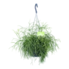 Rhipsalis Cassutha - Koraalcactus - In Hangpot - P17 H40 - Kamerplant 1 Rhipsalis Cassutha - Koraalcactus - In Hangpot - P17 H40 - Kamerplant -Groen Verkoop rhipsalis cassutha koraalcactus in hangpot p17 h40 1