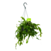 Rhipsalis Elliptica - In Hangpot - P17 H40 - Kamerplant -Groen Verkoop rhipsalis elliptica in hangpot p17 h40 1