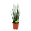 Sansevieria Fernwoord Mikado - Vrouwentong - P19 H75 - Kamerplant -Groen Verkoop sansevieria fernwoord mikado vrouwentong p19 h75 1 2