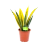 Sansevieria Gold Flame - Vrouwentong - P17 H50 - Kamerplant -Groen Verkoop sansevieria gold flame vrouwentong p17 h50 1
