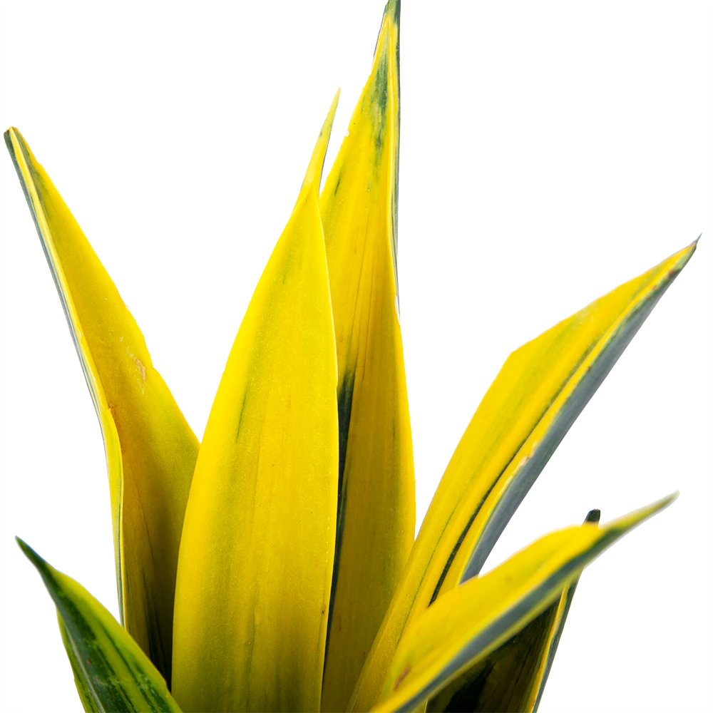 Sansevieria Gold Flame - Vrouwentong - P17 H50 - Kamerplant 4 Sansevieria Gold Flame - Vrouwentong - P17 H50 - Kamerplant - Afbeelding 2