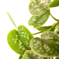 Scindapsus Pictus Argyraeus - Epipremnum - In Hangpot - P17 H40 - Kamerplant -Groen Verkoop scindapsus pictus argyraeus epipremnum in hangpot p17 h40 5