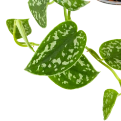 Scindapsus Pictus Trebie - Epipremnum - In Hangpot - P15 H20 - Kamerplant -Groen Verkoop scindapsus pictus trebie epipremnum in hangpot p15 6 1