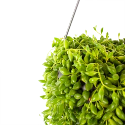 Senecio Herreianus - Erwtenplant - In Hangpot - P17 H40 - Kamerplant 6 Senecio Herreianus - Erwtenplant - In Hangpot - P17 H40 - Kamerplant -Groen Verkoop senecio herreianus erwtenplant in hangpot p17 h40 5