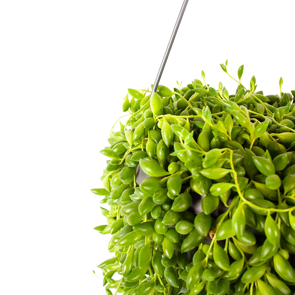 Senecio Herreianus - Erwtenplant - In Hangpot - P17 H40 - Kamerplant 4 Senecio Herreianus - Erwtenplant - In Hangpot - P17 H40 - Kamerplant - Afbeelding 2