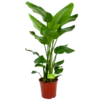 Strelitzia Nicolai - Paradijsvogelpant - P24 H100 - Kamerplant 2 Strelitzia Nicolai - Paradijsvogelpant - P24 H100 - Kamerplant -Groen Verkoop strelitzia nicolai paradijsvogelpant p24 h100 1 3