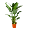 Strelitzia Nicolai - Paradijsvogelpant - P32 H170 - Kamerplant -Groen Verkoop strelitzia nicolai paradijsvogelpant p32 h170 1