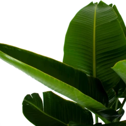 Strelitzia Nicolai - Paradijsvogelpant - P32 H170 - Kamerplant -Groen Verkoop strelitzia nicolai paradijsvogelpant p32 h170 6