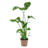 Strelitzia Nicolai - Paradijsvogelplant - P21 H120 - Kamerplant