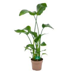 Strelitzia Nicolai - Paradijsvogelplant - P21 H120 - Kamerplant
