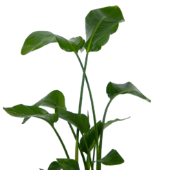 Strelitzia Nicolai - Paradijsvogelplant - P21 H120 - Kamerplant -Groen Verkoop strelitzia nicolai paradijsvogelplant p21 h120 kamerplant 3
