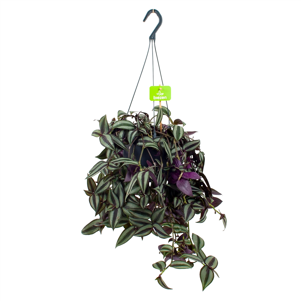 Tradescantia Zebrina - Vaderplant - In Hangpot - P17 H40 - Kamerplant 3 Tradescantia Zebrina - Vaderplant - In Hangpot - P17 H40 - Kamerplant