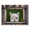 Tuinposter Alpaca Doorkijk - 80x60cm -Groen Verkoop tuinposter alpaca doorkijk 80x60cm tuinposters 1