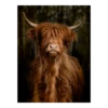 Tuinposter Longhorn Staand - L - 90x120cm