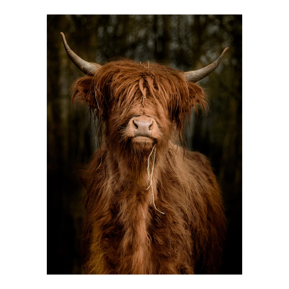 Tuinposter Longhorn Staand - L - 90x120cm 3 Tuinposter Longhorn Staand - L - 90x120cm