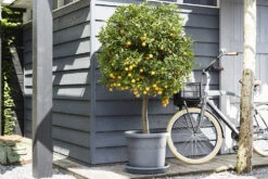 Plantenschotel Elho Universeel Rond 48cm - Antraciet -Groen Verkoop universele schotel rond 48cm schotel antraciet 7 13