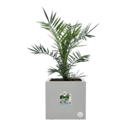 Elho Vivo Next Vierkant Wielen 40cm - Warm Grijs -Groen Verkoop vivo matt vierkant wielen 40cm warm grijs 6 1